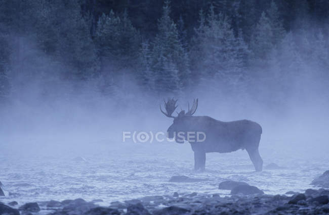 Toro alce en la niebla en el río del Parque Nacional Jasper, Alberta, Canadá - foto de stock