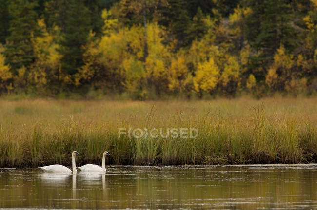 Cisnes trompetistas nadando en el agua del lago de bosque en Columbia Británica, Canadá . - foto de stock