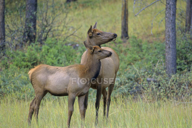 Elk with calf on forest grass in Alberta, Canada. — Stock Photo