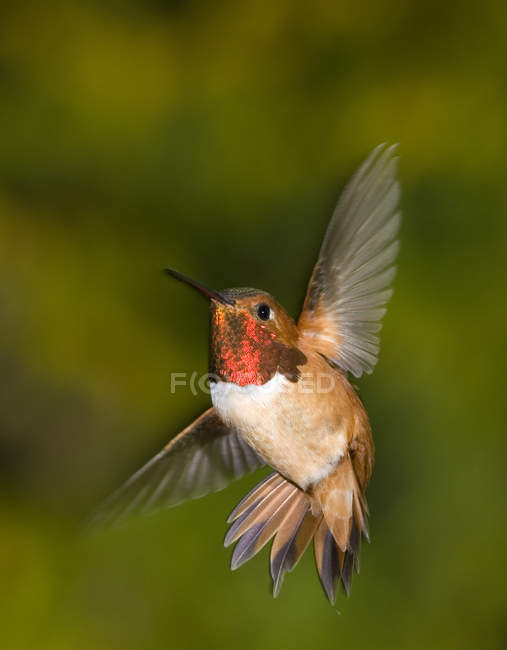 Hummingbird Rufous masculino em voo, close-up
. — Fotografia de Stock