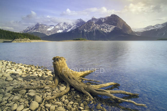 Driftwood na costa do Lago Upper Kananaskis, Parque Provincial Peter Lougheed, Kananaskis Country, Alberta, Canadá — Fotografia de Stock