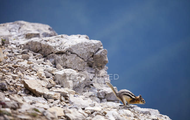 Scoiattolo dal manto dorato che salta su rocce nel Jasper National Park, Alberta, Canada . — Foto stock