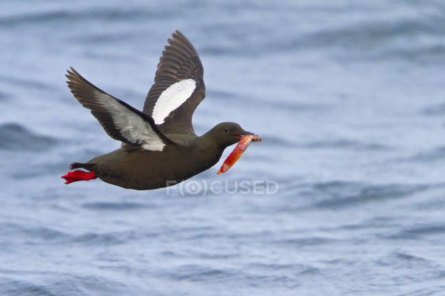 Black guillemot flying along coastline and carrying catch. — Stock Photo