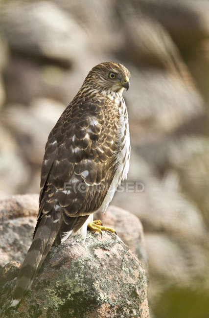 Cooper hawk perched on rock outdoors — Stock Photo