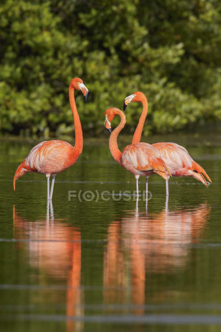 Pink American flamingos standing and feeding in water of lagoon in Cuba. — Stock Photo
