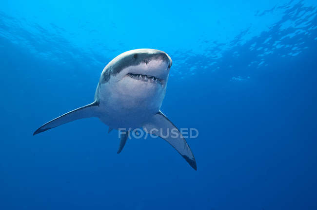 Great white shark swimming in blue sea water. — Stock Photo