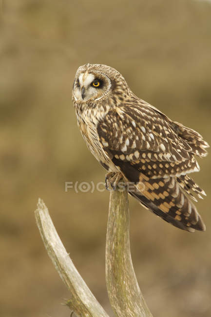 Short-eared owl sitting on deadwood outdoors. — Stock Photo