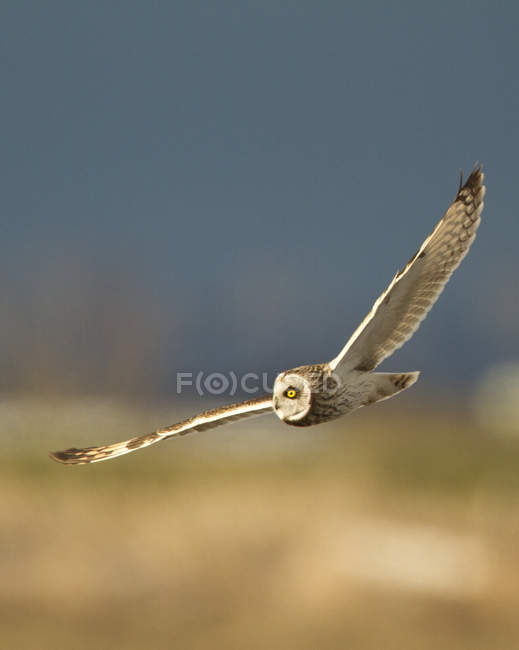 Короткоухий сова в полете с распростертыми крыльями . — стоковое фото