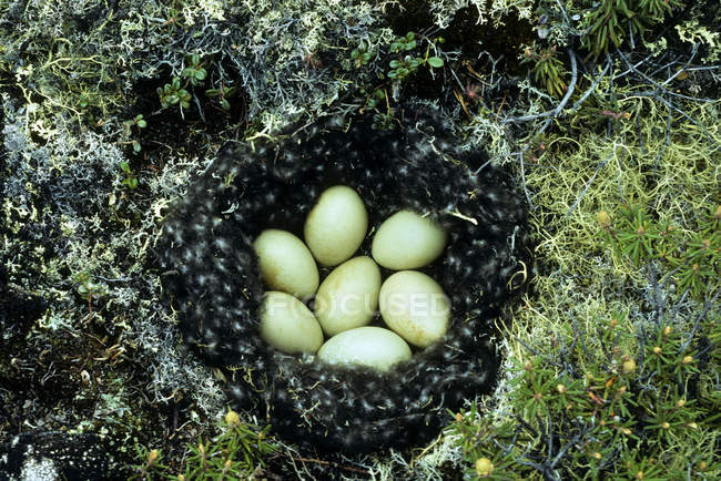 Uncovered nest of long-tailed duck, arctic tundra, Churchill, Manitoba, Canada — Stock Photo
