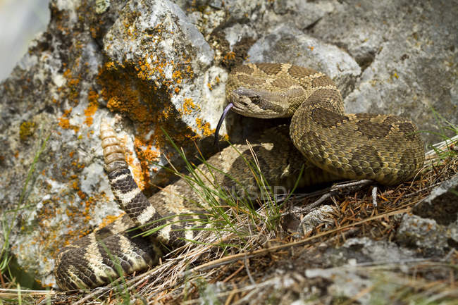 Западная гремучая змея в оборонительной позе от камней на открытом воздухе . — стоковое фото