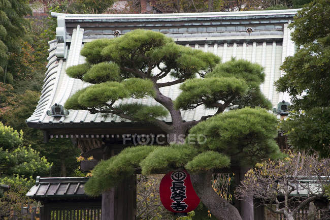 Pin poussant devant l'entrée du temple Hasedera à Kamakura, Japon — Photo de stock