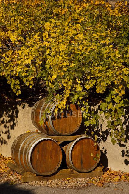 Wooden wine barrels and colorful foliage on tree in autumn, Okanagan Valley, British Columbia, Canada. — Stock Photo