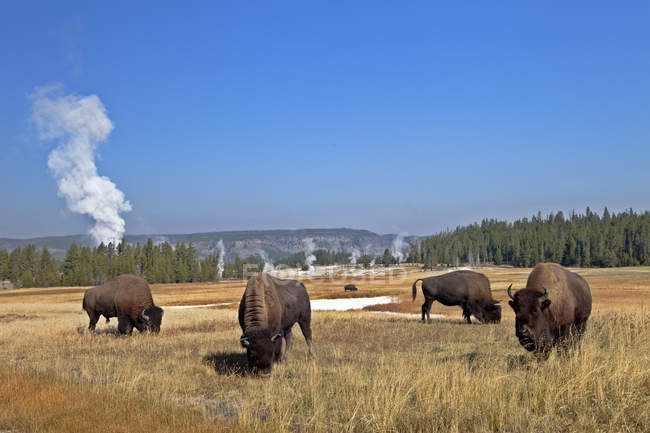 Bisons pastzing in Upper Geyser Basin, Yellowstone National Park, Wyoming, USA — стоковое фото