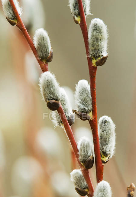 Willow twigs with silvery catkins, close-up. — Stock Photo
