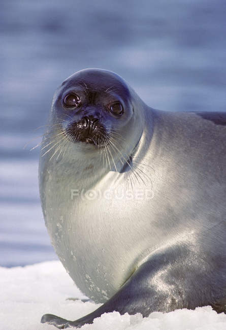 Harp seal looking in camera on Magdalen Isalnds, Gulf of Saint Lawrence, Canada. — Stock Photo