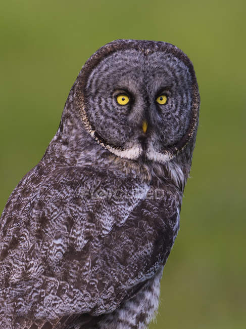 Portrait of adult great grey owl looking away. — Stock Photo