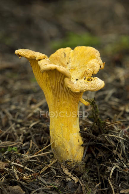 Golden chanterelle mushroom growing on forest ground, close-up. — Stock Photo