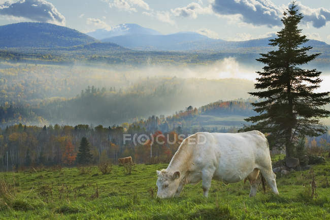 Bovini in valle nella nebbiosa campagna di Saint-Irenee, Charlevoix, Quebec, Canada — Foto stock