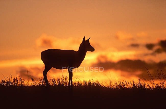 Female pronghorn silhouette on meadow of Alberta, Canada. — Stock Photo