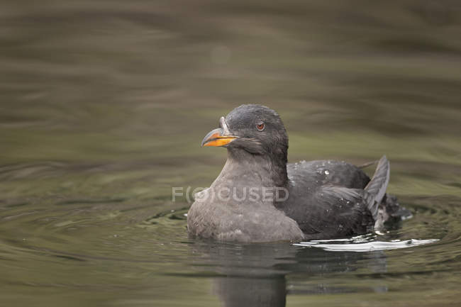 Primo piano dell'uccello auklet grigio del rinoceronte che galleggia sull'acqua blu . — Foto stock