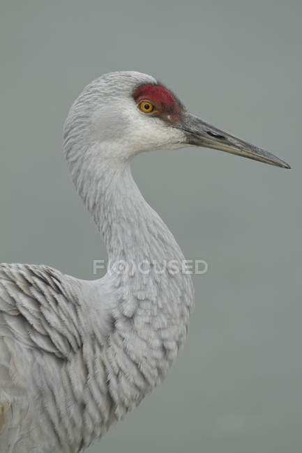 Grey feathered sandhill crane, close-up — Stock Photo
