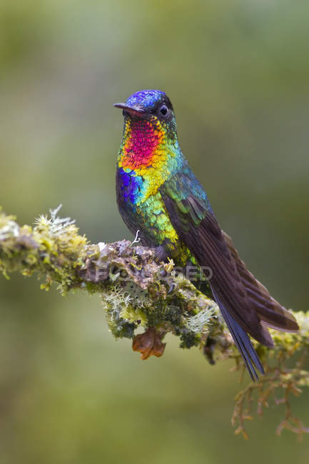 Colibri à gorge ardente coloré perché sur une branche d'arbre au Costa Rica
. — Photo de stock