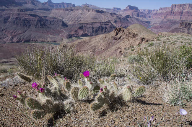 Cactus de pera espinosa en flor de Mojave que crecen en Tanner Trail del Gran Cañón, Arizona, EE.UU. - foto de stock