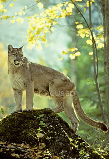 Puma-Weibchen steht auf Felsen im Wald. — Stockfoto