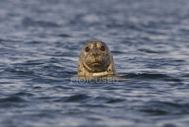 Hafenrobbe guckt aus dem Meerwasser, Nahaufnahme. — Stockfoto