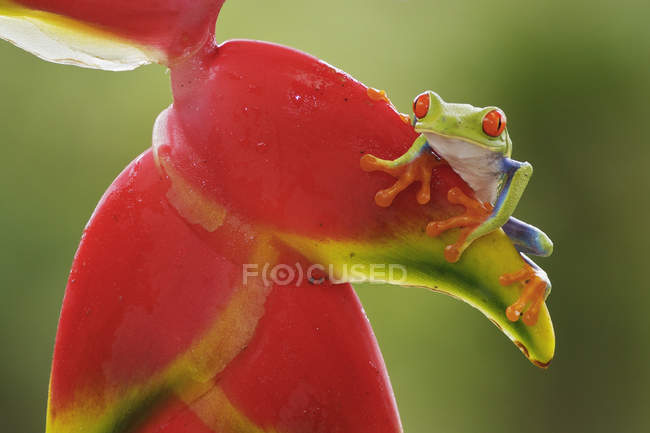Red-eyed tree frog perched on exotic plant in Costa Rica — Stock Photo