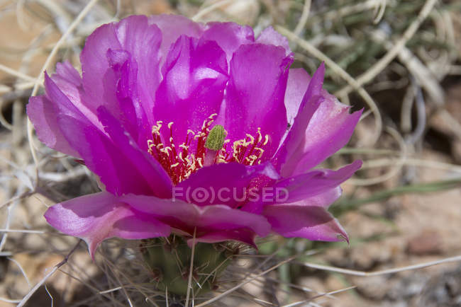 Close-up of flowering Opuntia basilaris cactus plant — Stock Photo