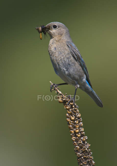 Mountain bluebird with caught in beak perched on plant — Stock Photo
