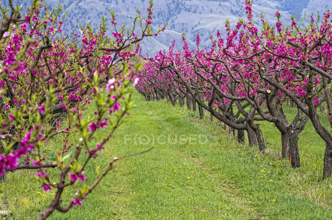 Cerisiers en fleurs à Keremeos, Colombie-Britannique, Canada . — Photo de stock