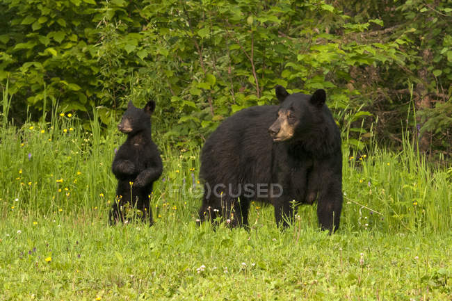 Urso negro americano selvagem com filhote andando no prado florido e gramado perto do Lago Superior, Ontário, Canadá — Fotografia de Stock