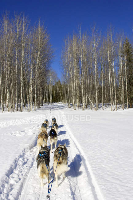 Vista trasera de perros en trineo por carretera forestal en la región Cariboo de Columbia Británica, Canadá - foto de stock
