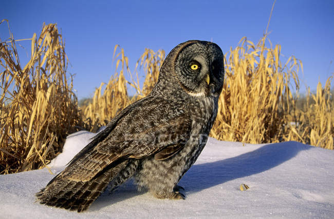 Adult great gray owl standing in snow covered country meadow. — Stock Photo