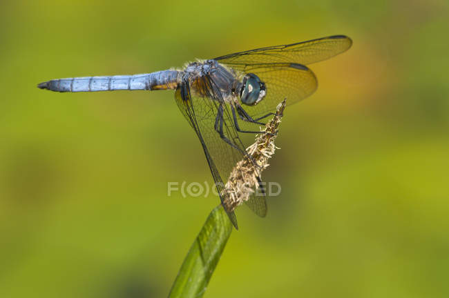 Blue dasher dragonfly perched by pond, close-up. — Stock Photo