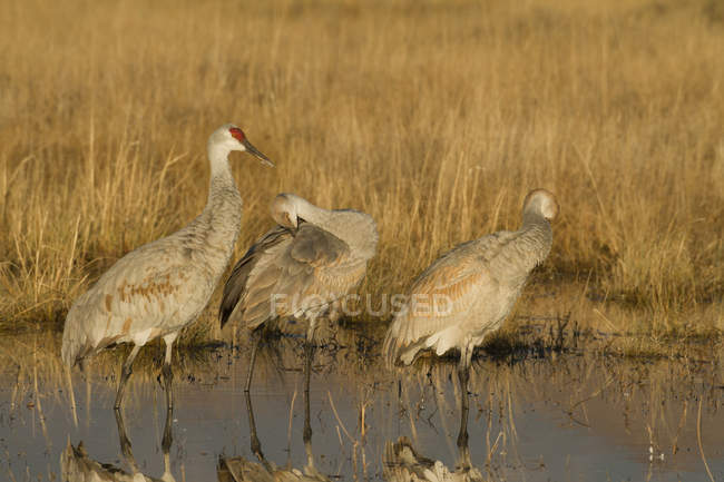 Sandhill cranes standing in marsh water — Stock Photo