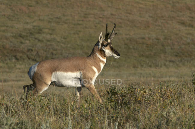 Pronghorn Antilope durch Grünland Custer State Park, South Dakota, USA. — Stockfoto