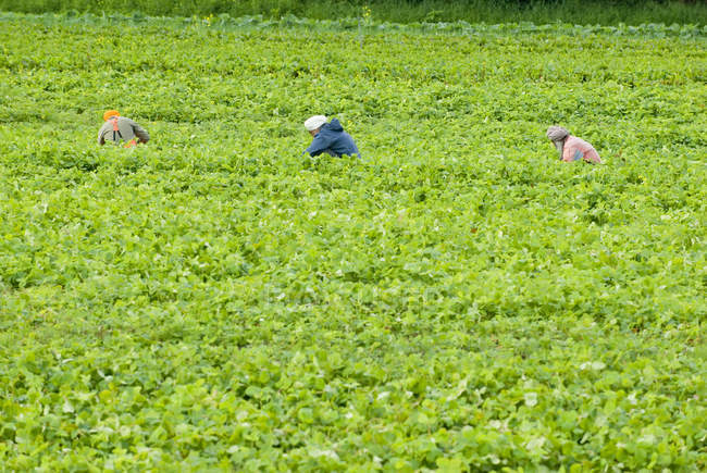 Trabalhadores pegando morangos na fazenda em Cowichan Valley perto de Duncan, Vancouver Island, British Columbia, Canadá . — Fotografia de Stock