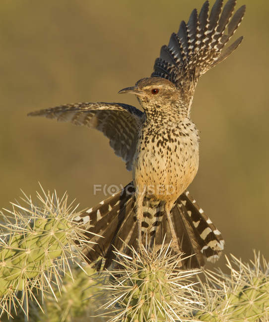Uccello cactus scricciolo appollaiato con le ali tese su cactus, primo piano . — Foto stock