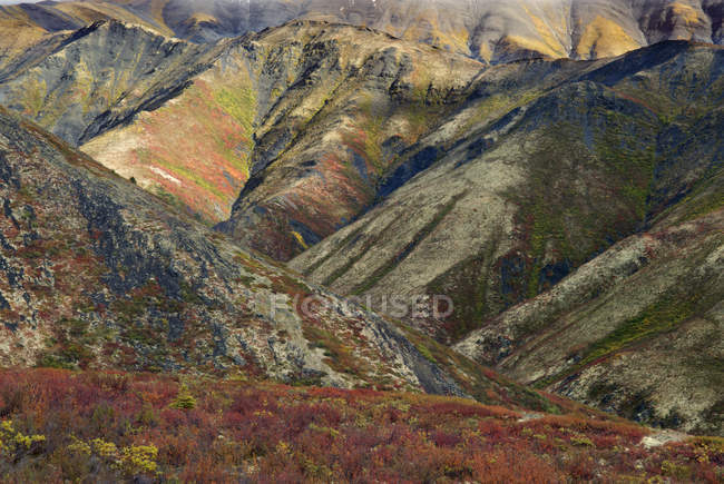 Осенняя листва луга в горах Территориального парка Тумстоун, Территория Юкон, Канада — стоковое фото