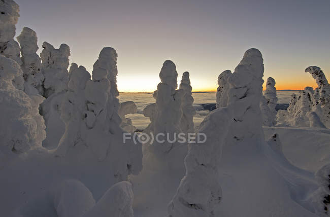 Снежные призраки на восходе солнца на курорте Сан-Пикс, Томпсон Оканган, Британская Колумбия, Канада — стоковое фото