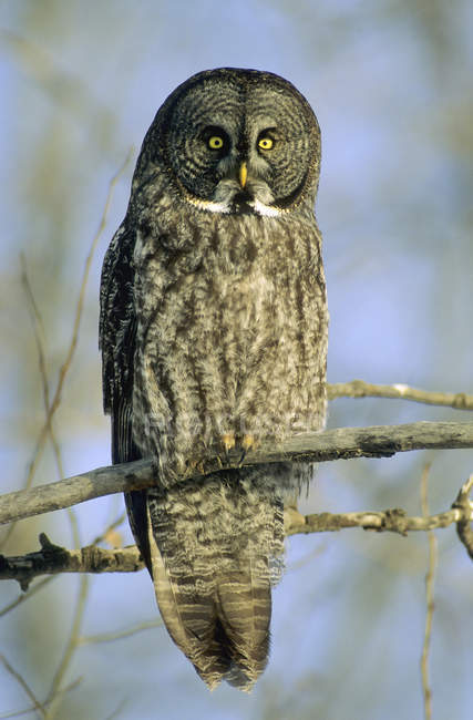 Great gray owl sitting on tree branch in forest. — Stock Photo