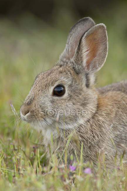 Coniglio coda di cotone di montagna a Okanagan, Canada — Foto stock