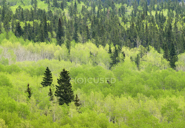 Green mixed forest of Bow Valley Provincial Park, Kananaskis Country, Alberta, Canada — Stock Photo