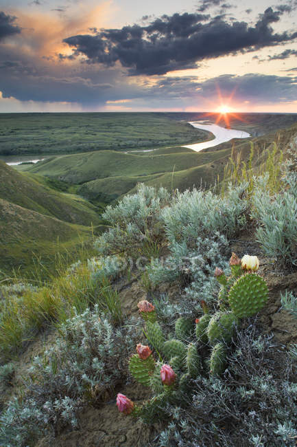Cactus à poires et à billes le long du canyon de la rivière Saskatchewan Sud près de Leader, Saskatchewan, Canada . — Photo de stock