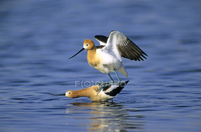 Mating American avocets in blue water, close-up. — Stock Photo