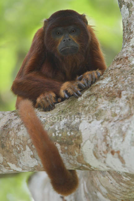 Scimmia urlatrice rossa seduta su un albero all'aperto . — Foto stock