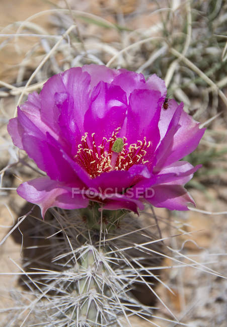 Primer plano de la planta de cactus Opuntia basilaris floreciente - foto de stock